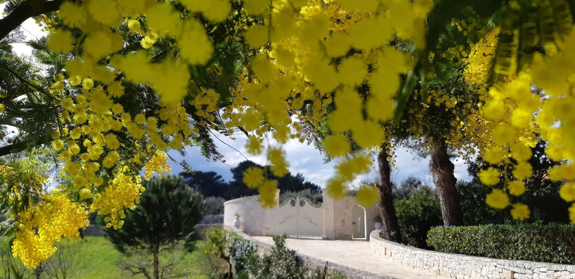 Villa Karmel Valle D'Itria Cisternino Buitenkant foto